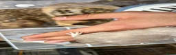 Gerbil rodents for sale: 2 fully tame very cuddly female gerbils with cage - Advert 9