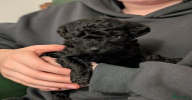 Mixed Breed dogs Poodles - Advert 10