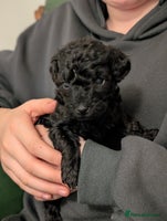 Mixed Breed dogs Poodles - Advert 10