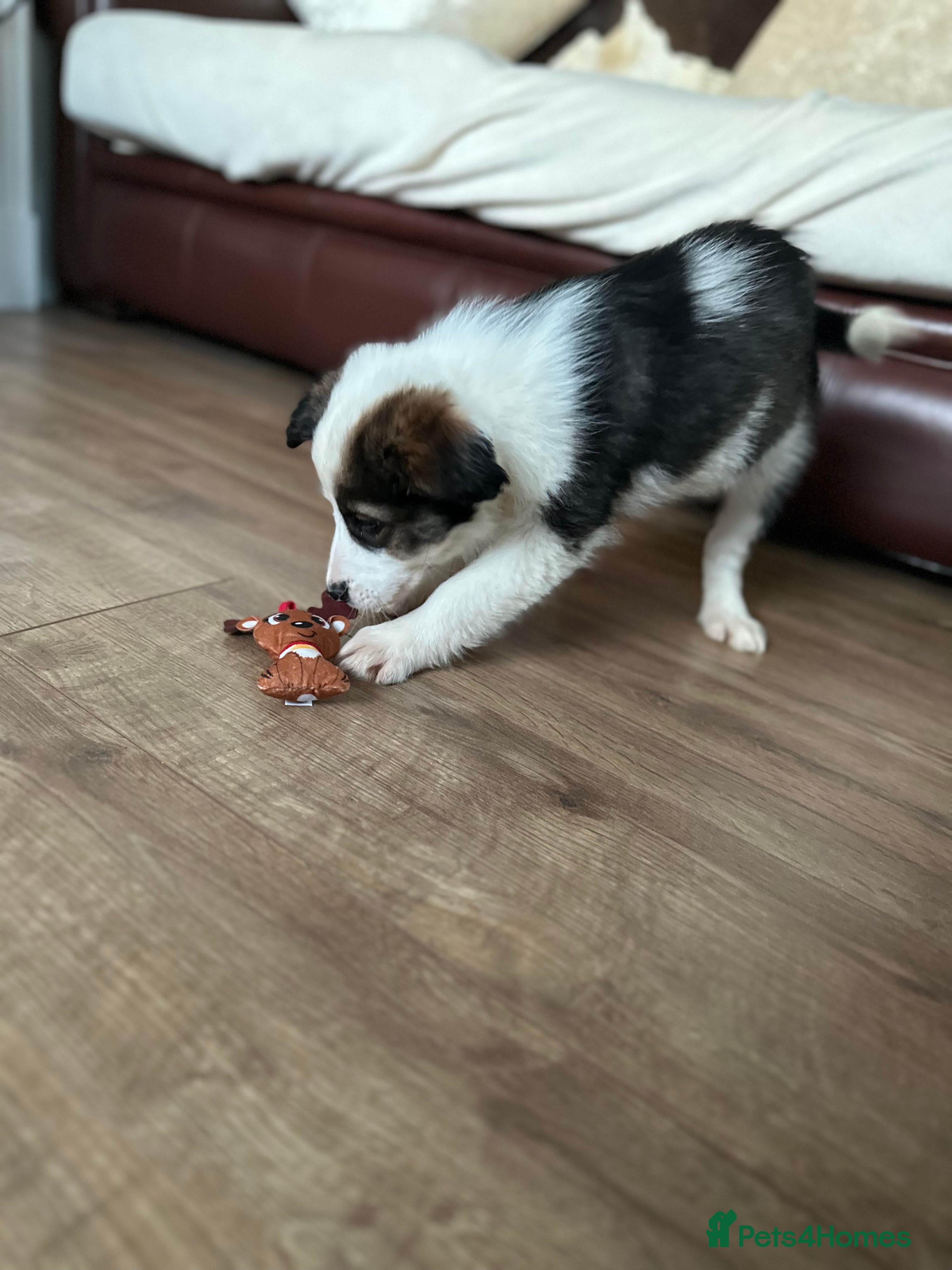 Border Collie dogs Boarder collie pups  - Advert 5
