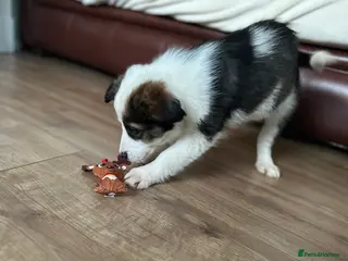 Border Collie dogs Boarder collie pups - Advert 4