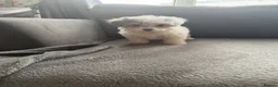 Maltipoo dogs for sale: 3 beautiful Maltipoos  - Advert 7