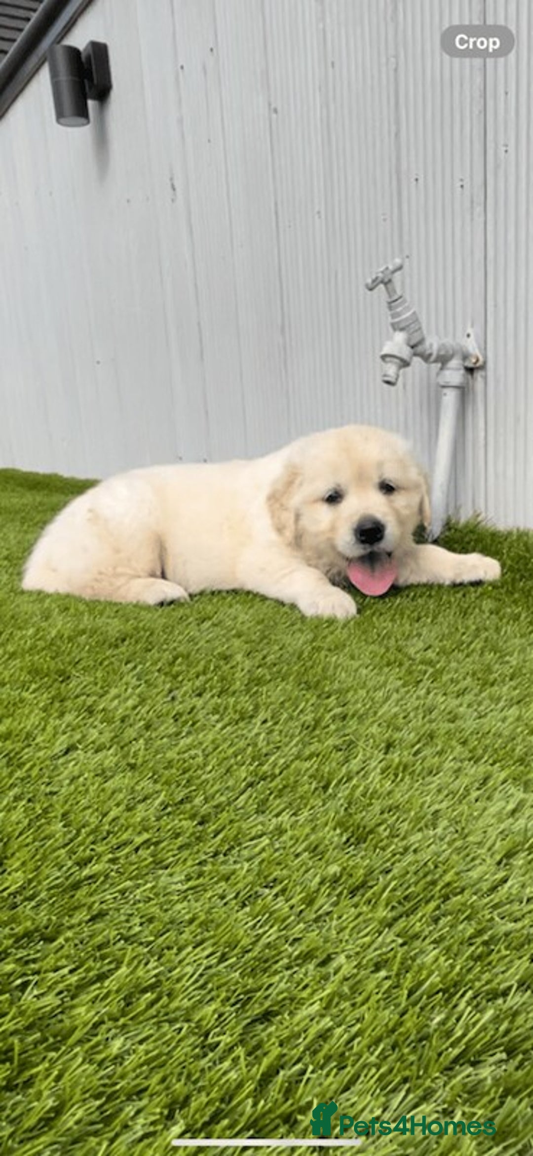 Golden Retriever dogs for sale: Golden Retriever puppies Ready  - Advert 6