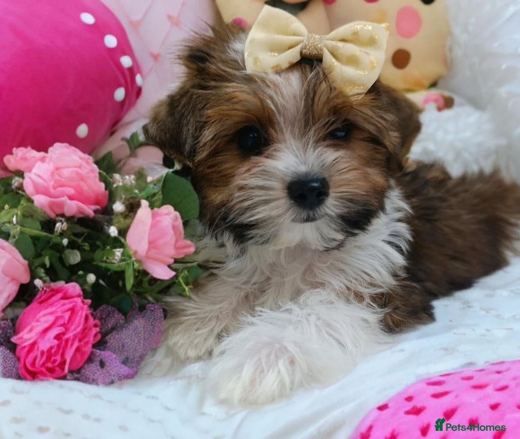Biewer Terrier dogs Biewer Terrier DNA tested 🧬 5 gen Pedigree 📃 - Advert 1