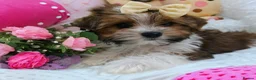 Biewer Terrier dogs for sale: Luxury Yorkshire terrier Puppies - Advert 2
