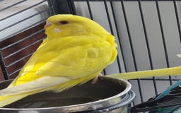 Budgerigars birds for sale: Baby budgies for sale . - Image 10