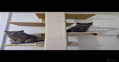 British Shorthair cats - Advert 12