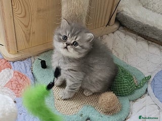 British Longhair cats Ready to go amazing kitties - Advert 3