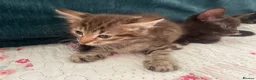 Mixed Breed cats for sale: Siamese x Maine coon kittens - Advert 20