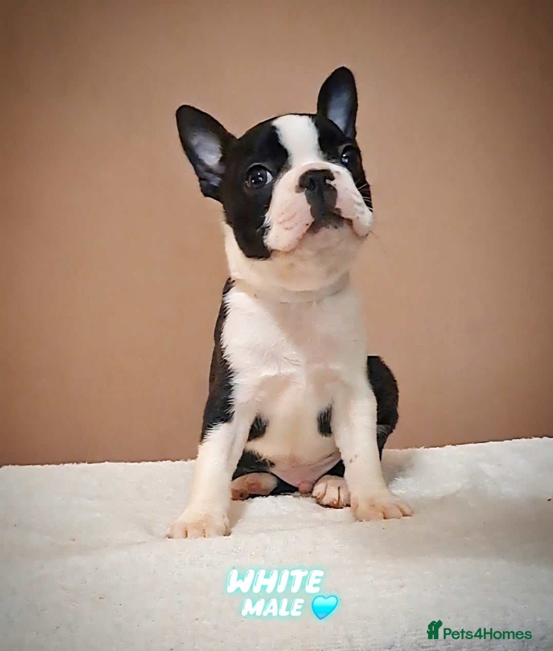 Boston Terrier dogs Boston terrier puppies - Advert 1