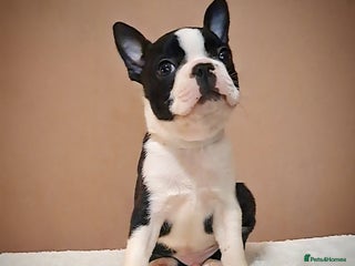 Boston Terrier dogs Boston terrier puppies - Advert 13