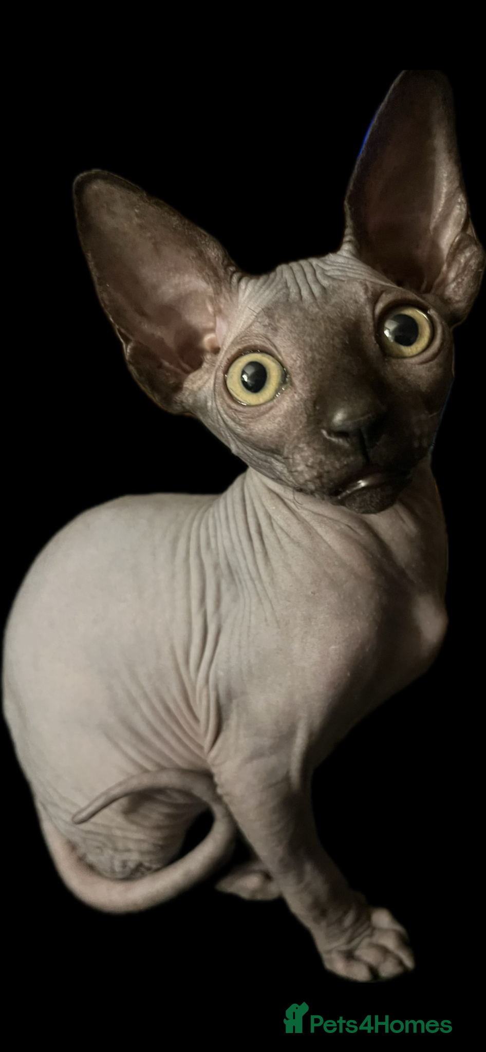 Sphynx cats Canadian Sphynx kitten boy - Advert 1