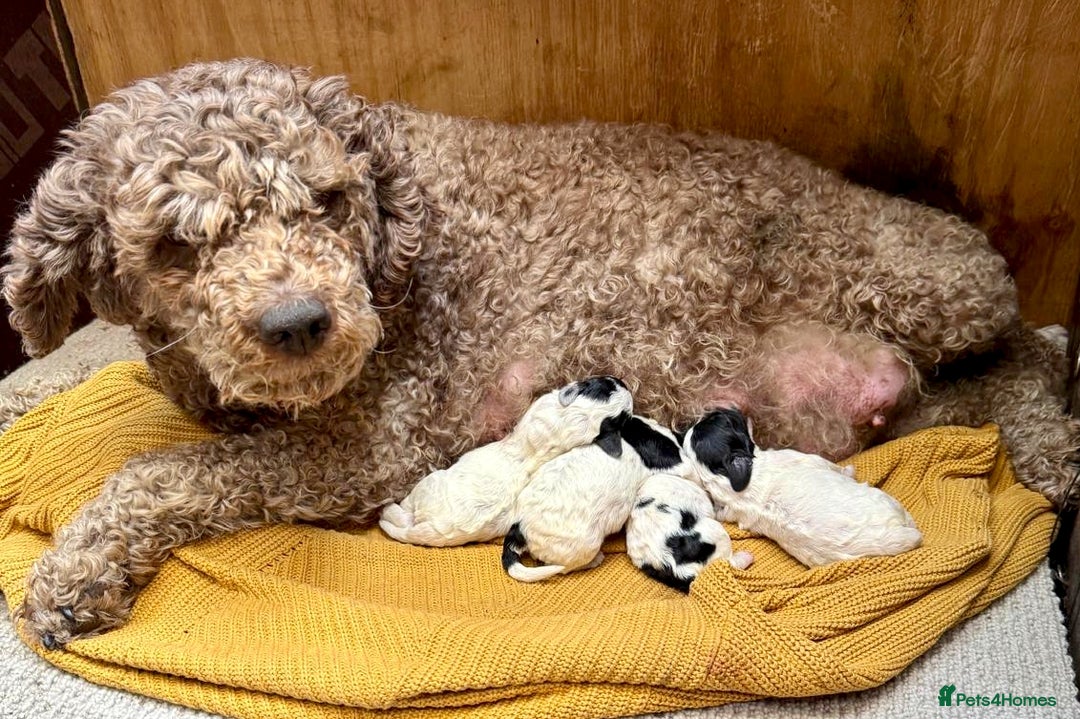 Mixed Breed dogs for sale: Lagotto Romagnolo X Bishon Frise - Image 8