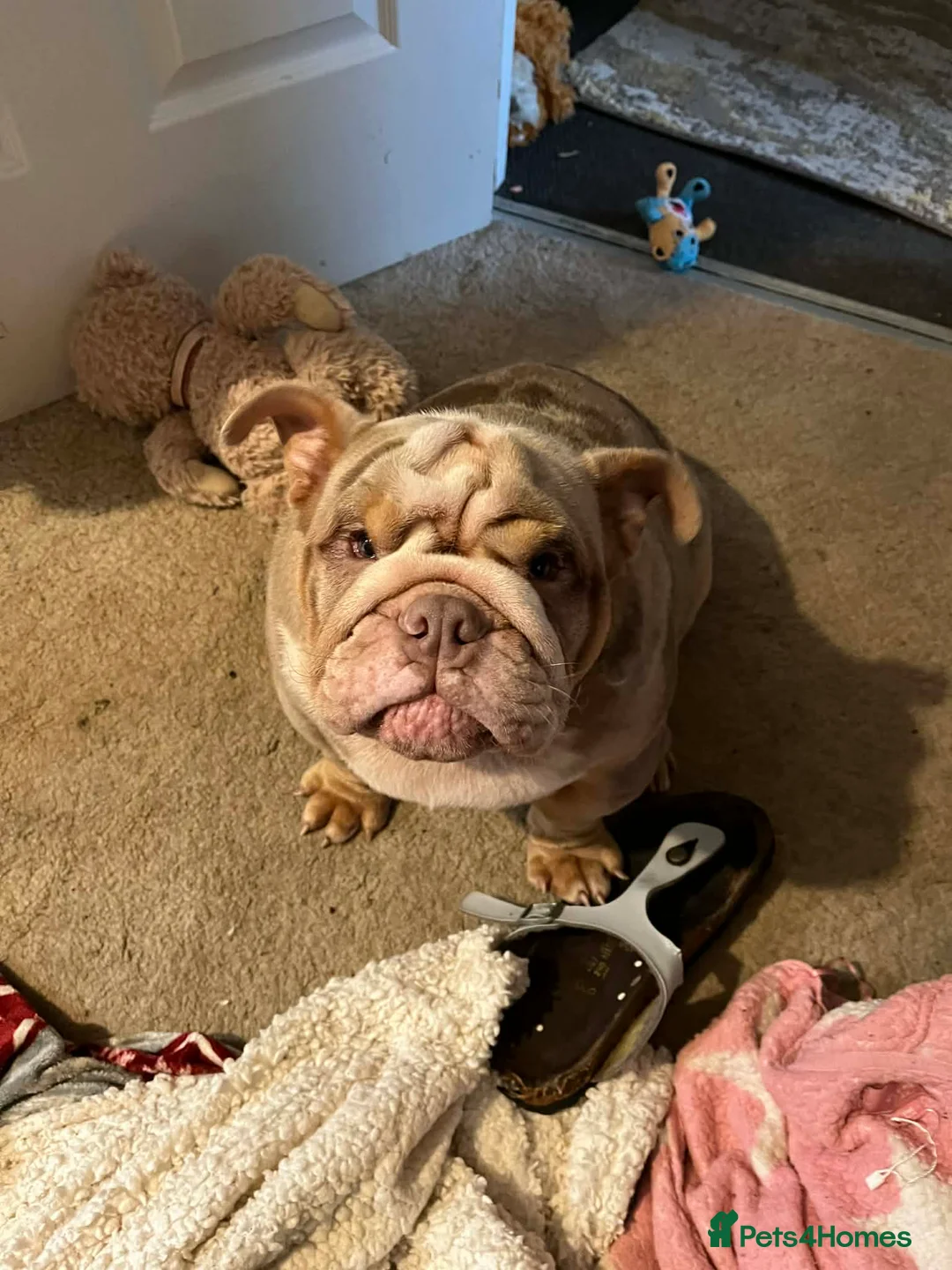 English Bulldog dogs for sale: English Bulldog  - Advert 4