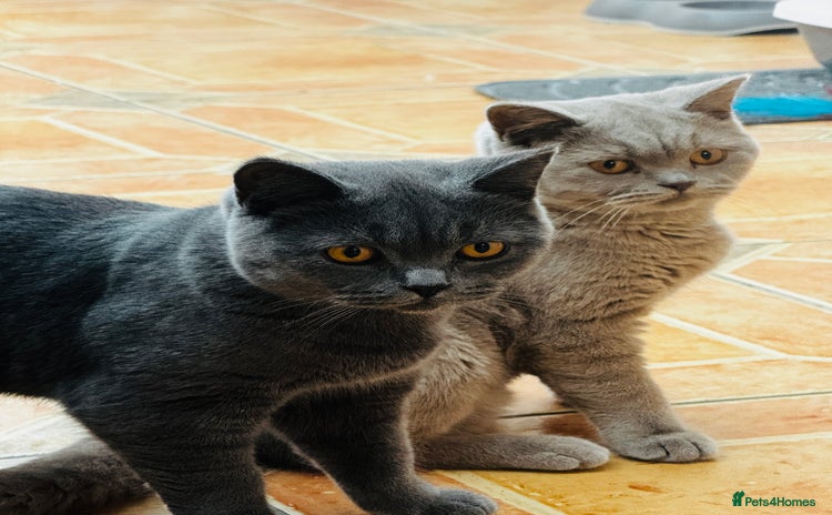 British Shorthair cats - Advert 4