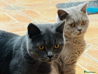British Shorthair cats - Advert 19