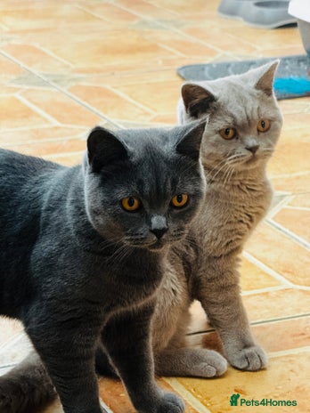 British Shorthair cats - Advert 4