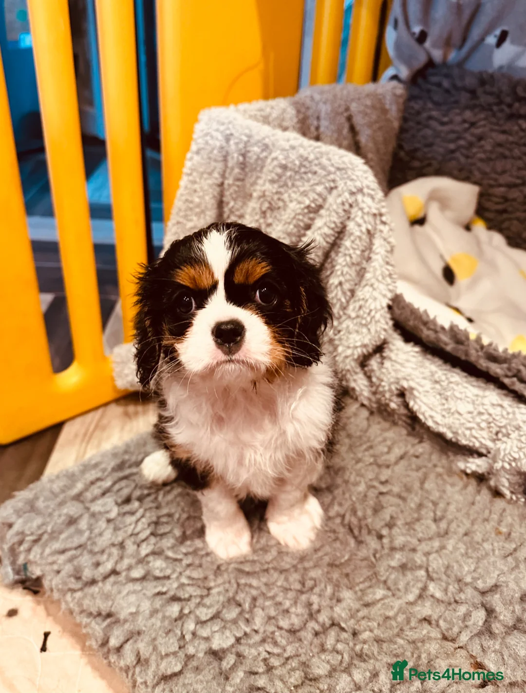 Cavalier King Charles Spaniel dogs for sale: Male and female Tri cavalier  - Advert 22