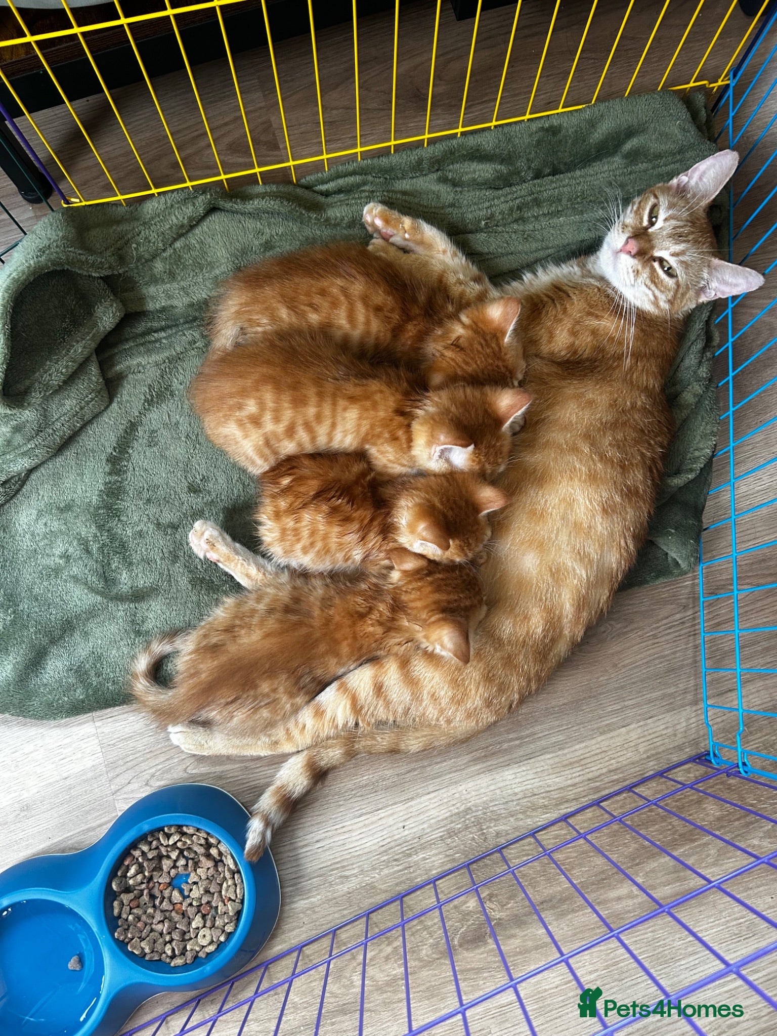 Mixed Breed cats Ginger mix with ragdoll 3 boys left - Advert 1