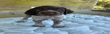 German Wirehaired Pointer 7