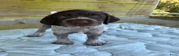 German Wirehaired Pointer dogs for sale: 1ST VACC GIVEN, HEALTH CHECKED KC REG GWP PUPS  - Advert 32