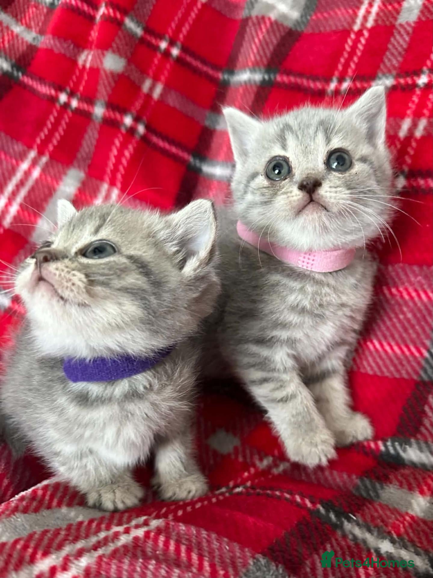 British Shorthair cats Stunning Grey Stripe Purebred BSH 2 Girls - Advert 2