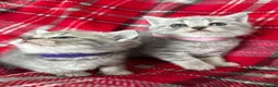 British Shorthair cats for sale: Stunning Grey Stripe Purebred BSH 2 Girls - Advert 2