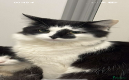 Maine Coon cats for sale: Momo male main coon mix  - Advert 4