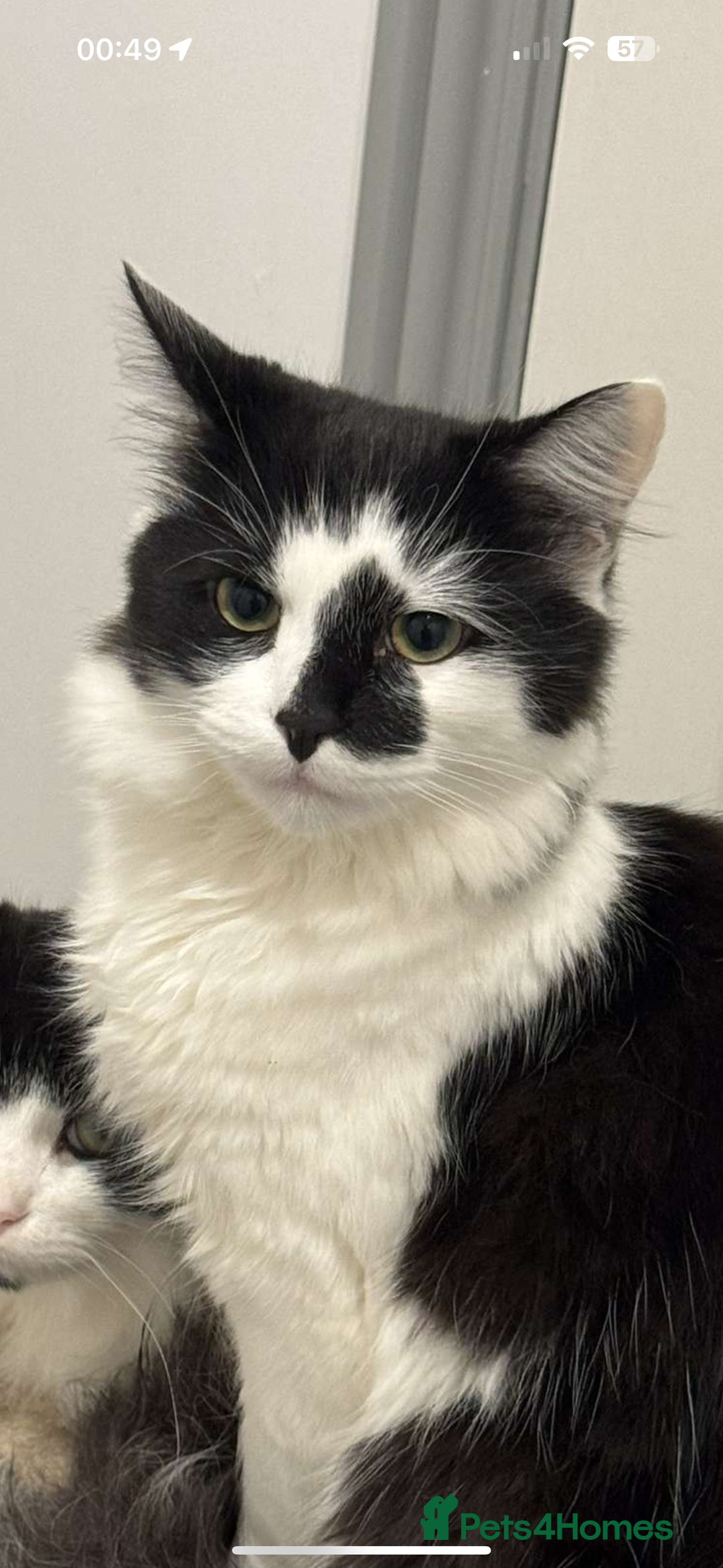 Maine Coon cats for sale: Momo male main coon mix  - Advert 4