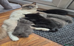 Ragdoll cats for sale: Ragdoll cross kittens - Image 10