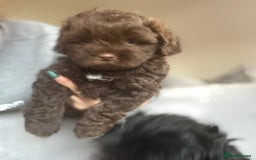 Miniature Poodle dogs for stud: Ralph-Chocolate Merle miniature poodle stud  - Image 15