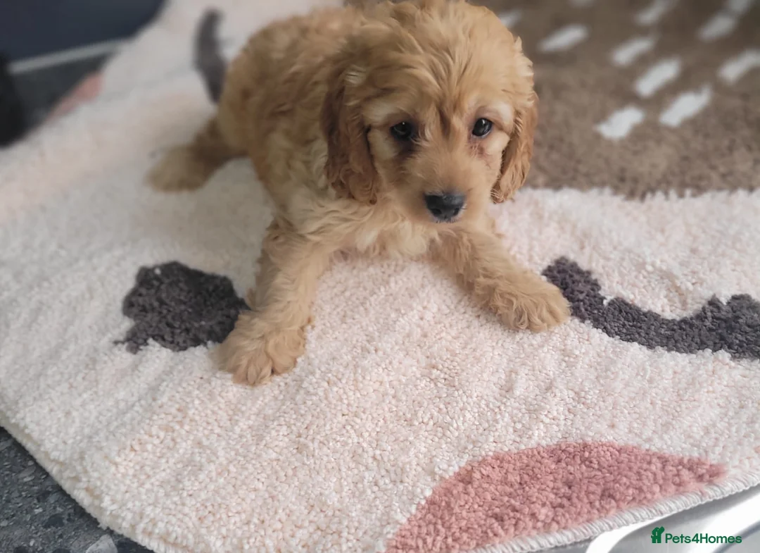 Cavapoo dogs for sale: You F1 Cavapoo puppies - Advert 8