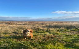 Cocker Spaniel dogs for sale: Cocker Spaniel Puppies  - Advert 6
