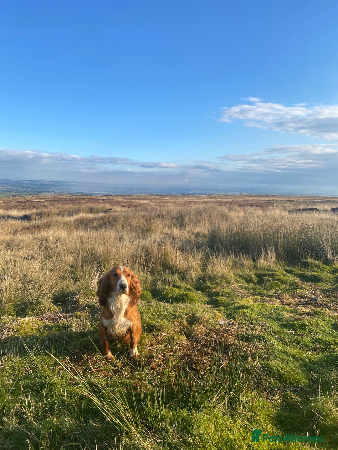 Cocker Spaniel dogs for sale: Cocker Spaniel Puppies  - Advert 6
