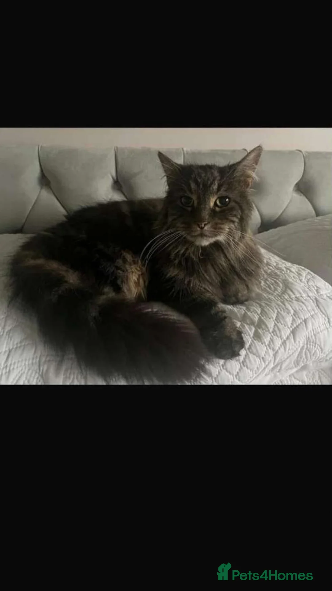 Mixed Breed cats for sale: Maine coon x Brothers 3 months old - Advert 7