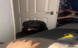 Labrador Retriever dogs for stud: Black Labrador Retriever for stud  - Image 2
