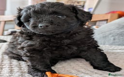 Pomapoo dogs for sale: Gorgeous Pomapoo puppies  - Image 8