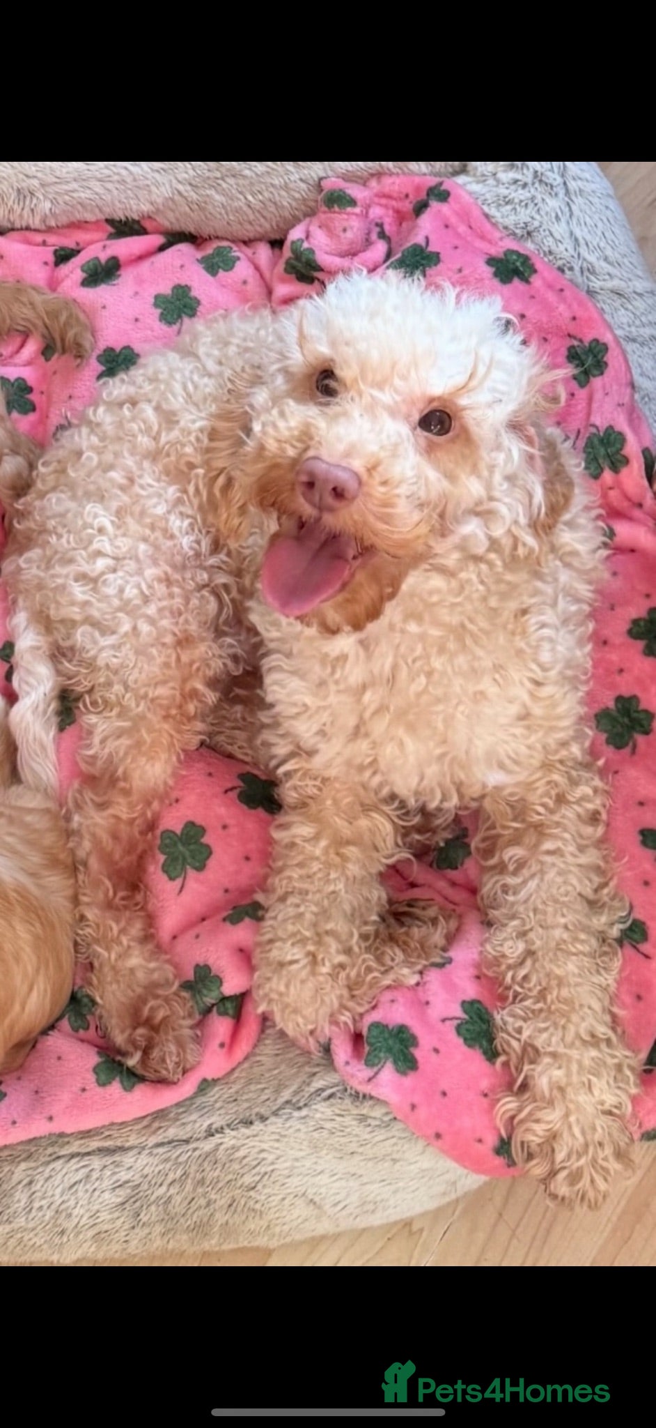 Toy Poodle dogs Adult kc reg toy poodle  - Advert 1