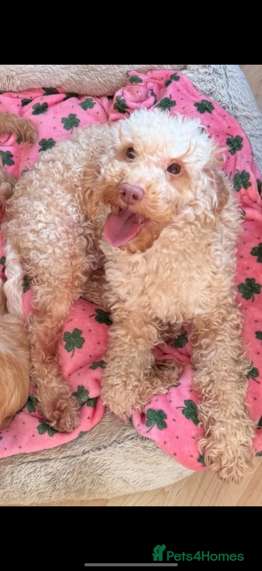 Toy Poodle dogs for sale: Adult kc reg toy poodle  - Advert 1