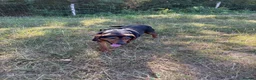 Mixed Breed dogs for sale: 6 year old beautiful boy looking for home - Advert 2