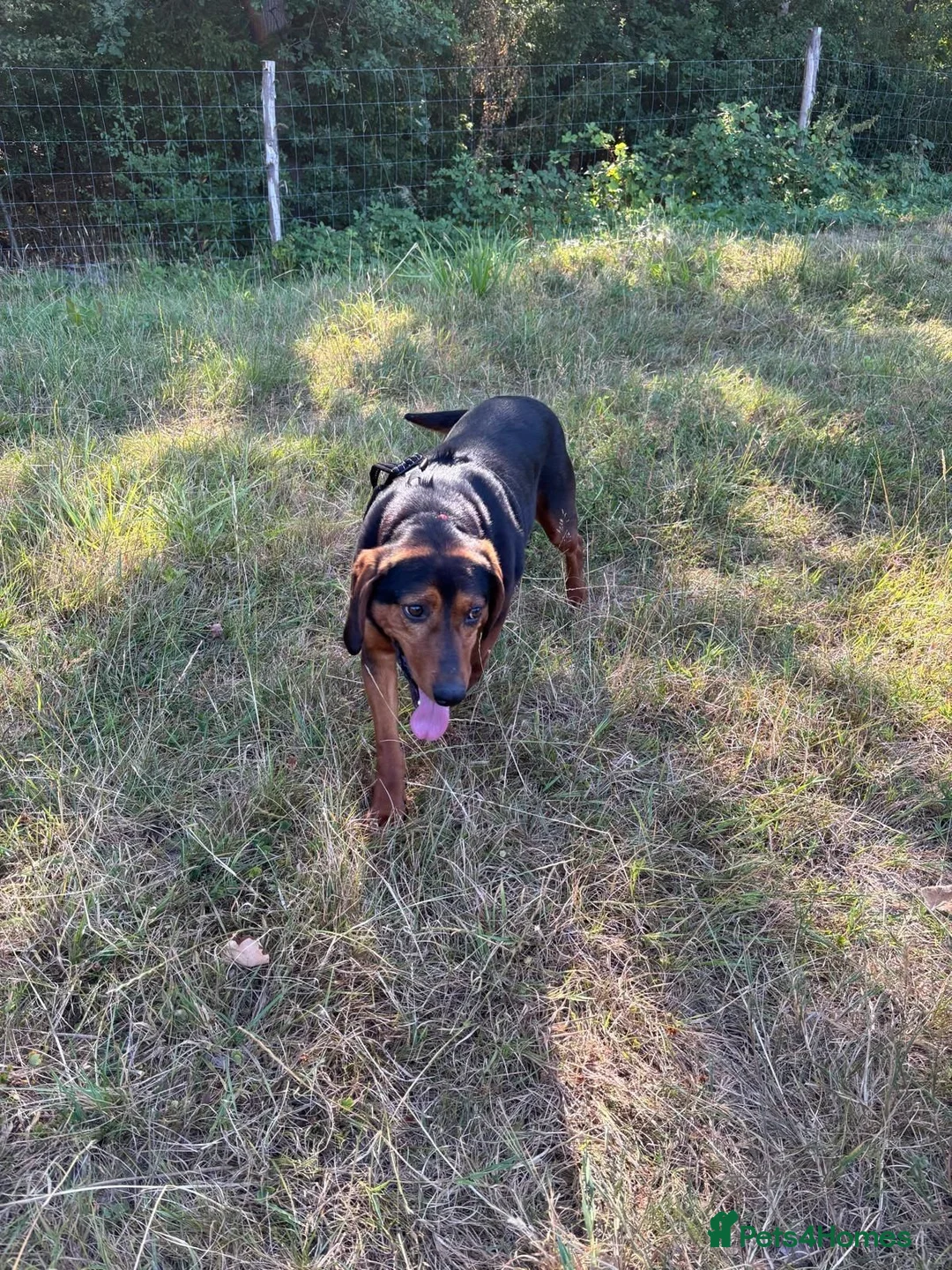 Mixed Breed dogs for sale: 6 year old beautiful boy looking for home - Advert 2