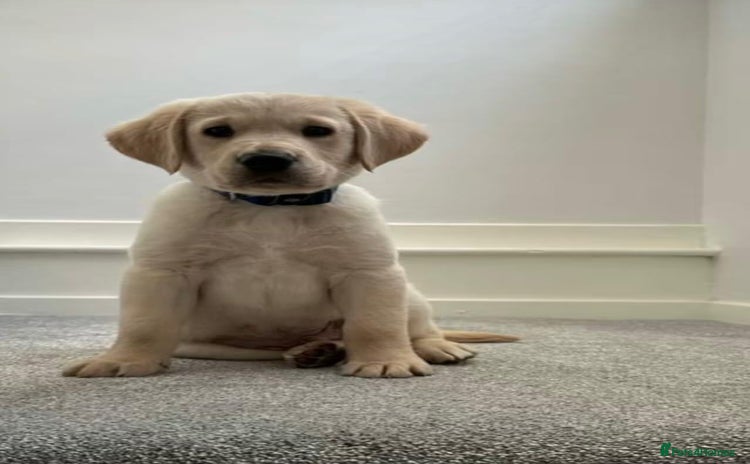 Labrador Retriever dogs - Advert 4