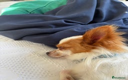 Chihuahua dogs for sale: 11 month old Chihuahua for sale  - Image 8