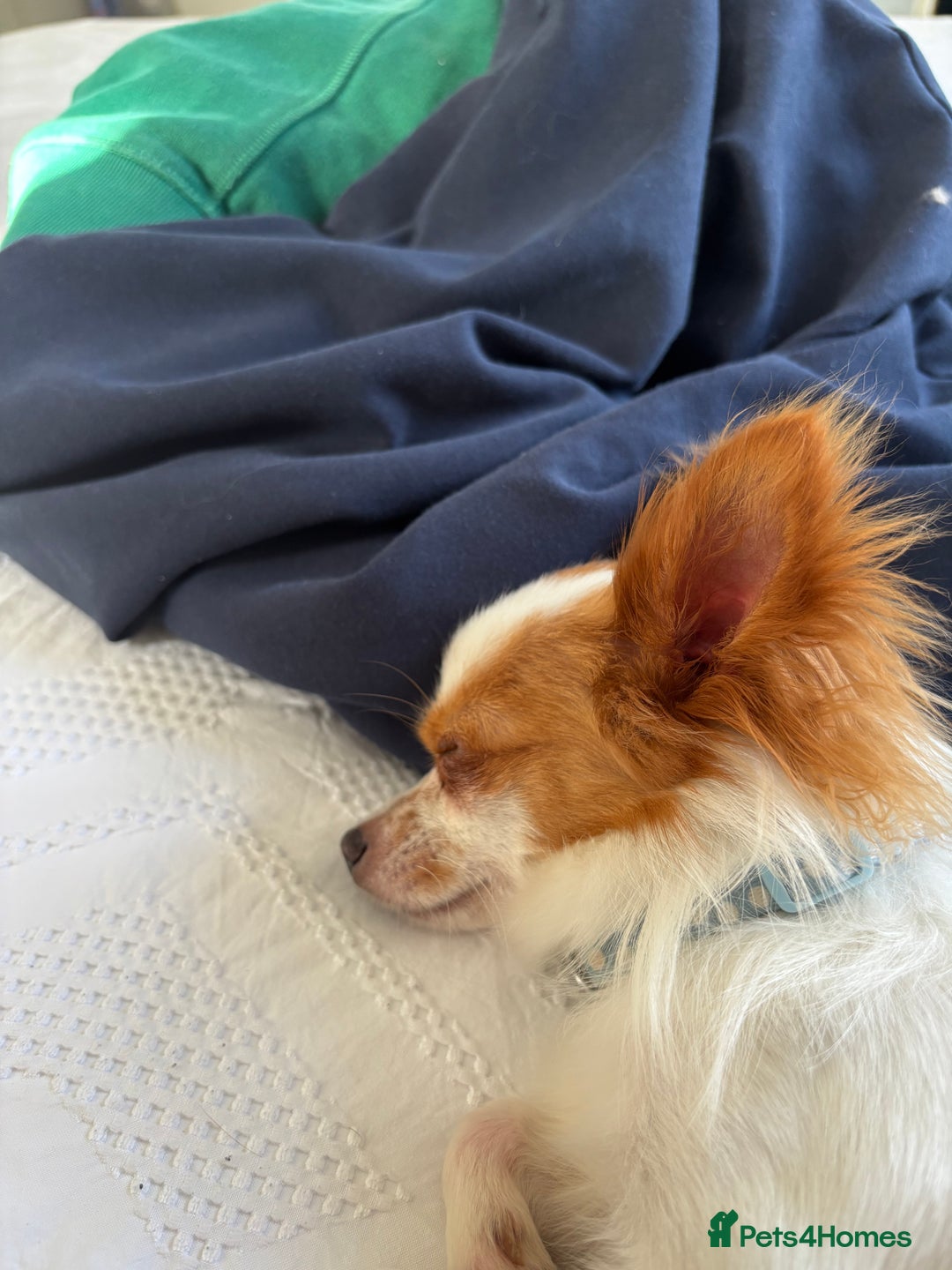 Chihuahua dogs for sale: 11 month old Chihuahua for sale  - Image 8