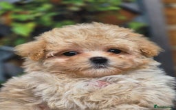 Maltipoo dogs for sale: Amazing Korean/English Teddy bear Maltipoo Puppies - Image 12