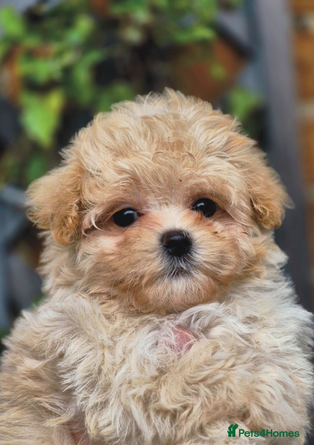 Maltipoo dogs for sale: Amazing Korean/English Teddy bear Maltipoo Puppies - Image 12