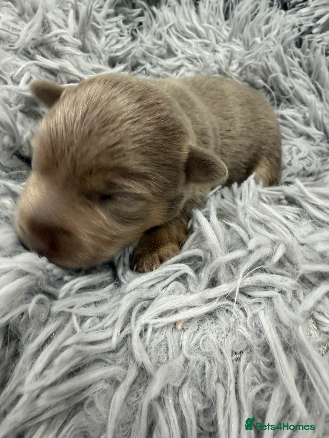 Jack Russell dogs for sale: Jack Russell Puppies - 6 Available 3 girls 3 boys - Advert 7