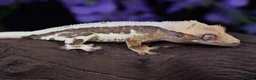 Gecko reptiles for sale: High end crested geckos - Advert 9