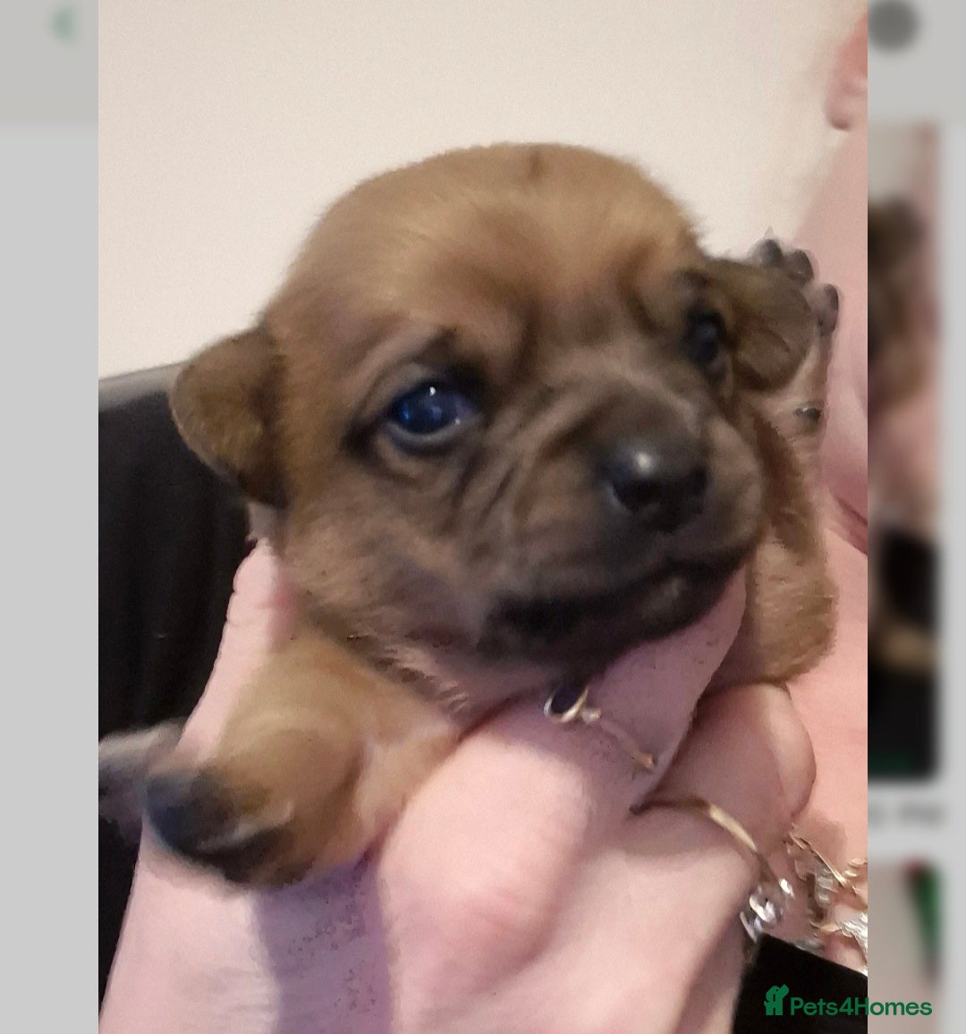 Chipoo dogs for sale: Beautiful chipoo puppys  - Advert 17