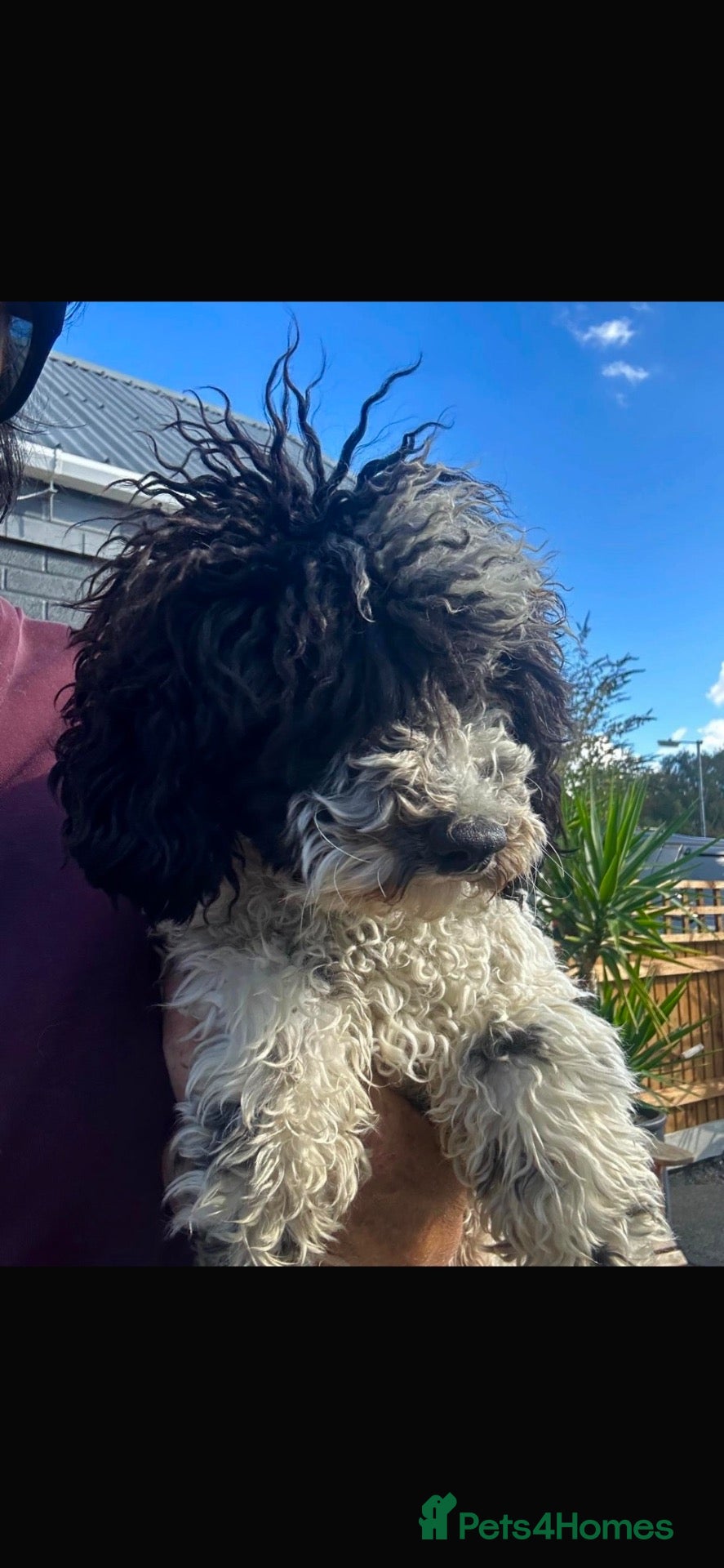 Toy Poodle dogs Male toy poodle - Advert 1
